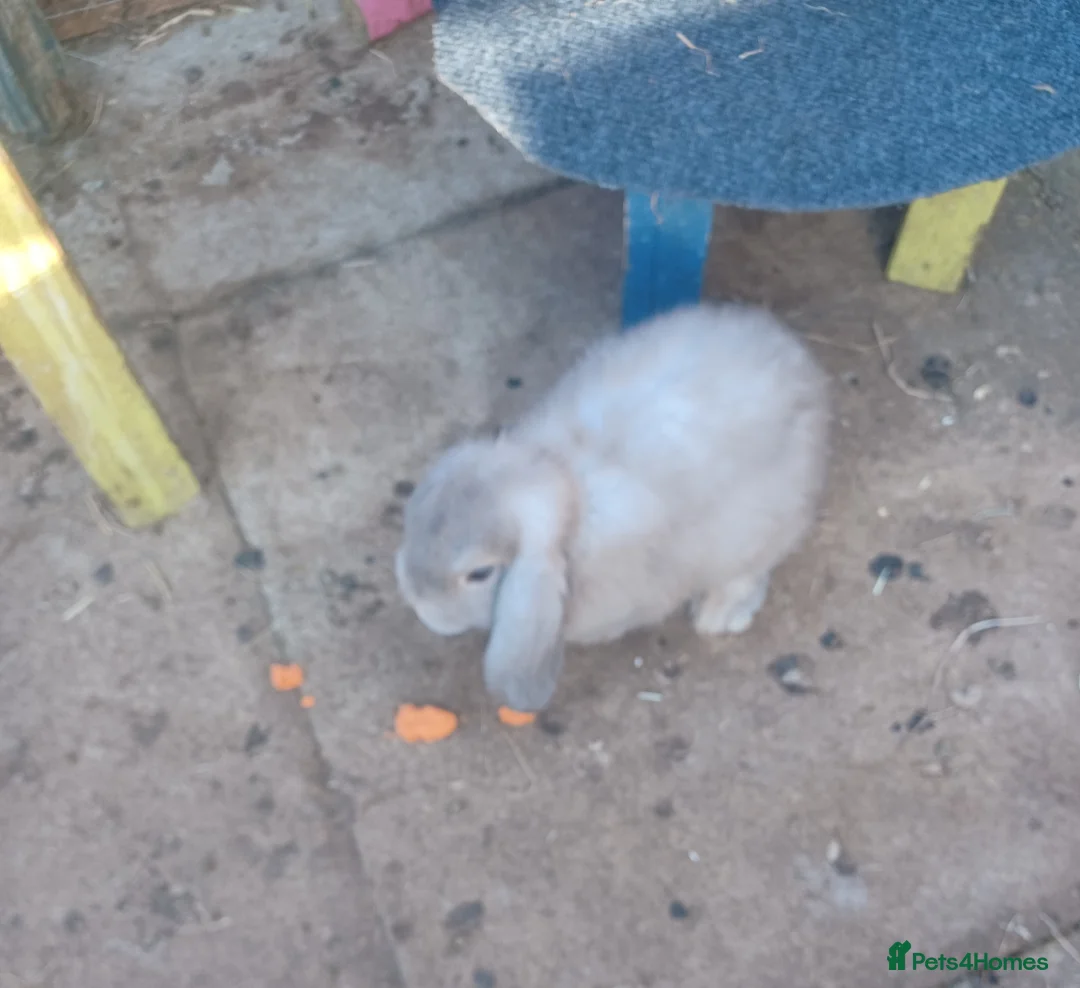 Mixed Breed rabbits for sale: Male and female lop ready now  - Advert 10