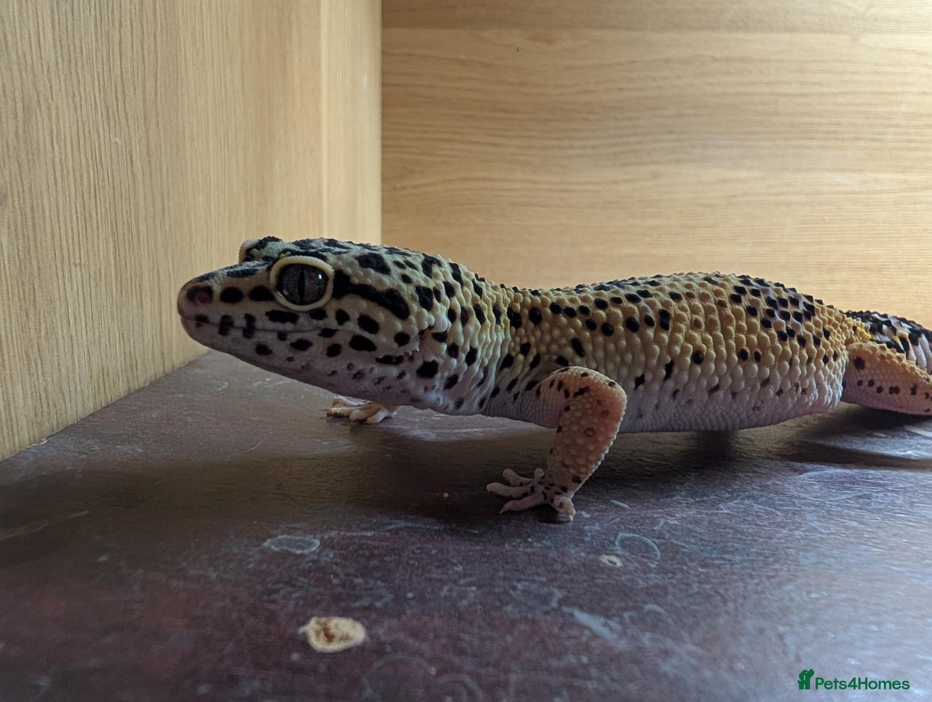 Leopard Gecko reptiles Leaped gecko  - Advert 1