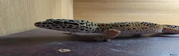 Leopard Gecko reptiles for sale: Leaped gecko  - Advert 1