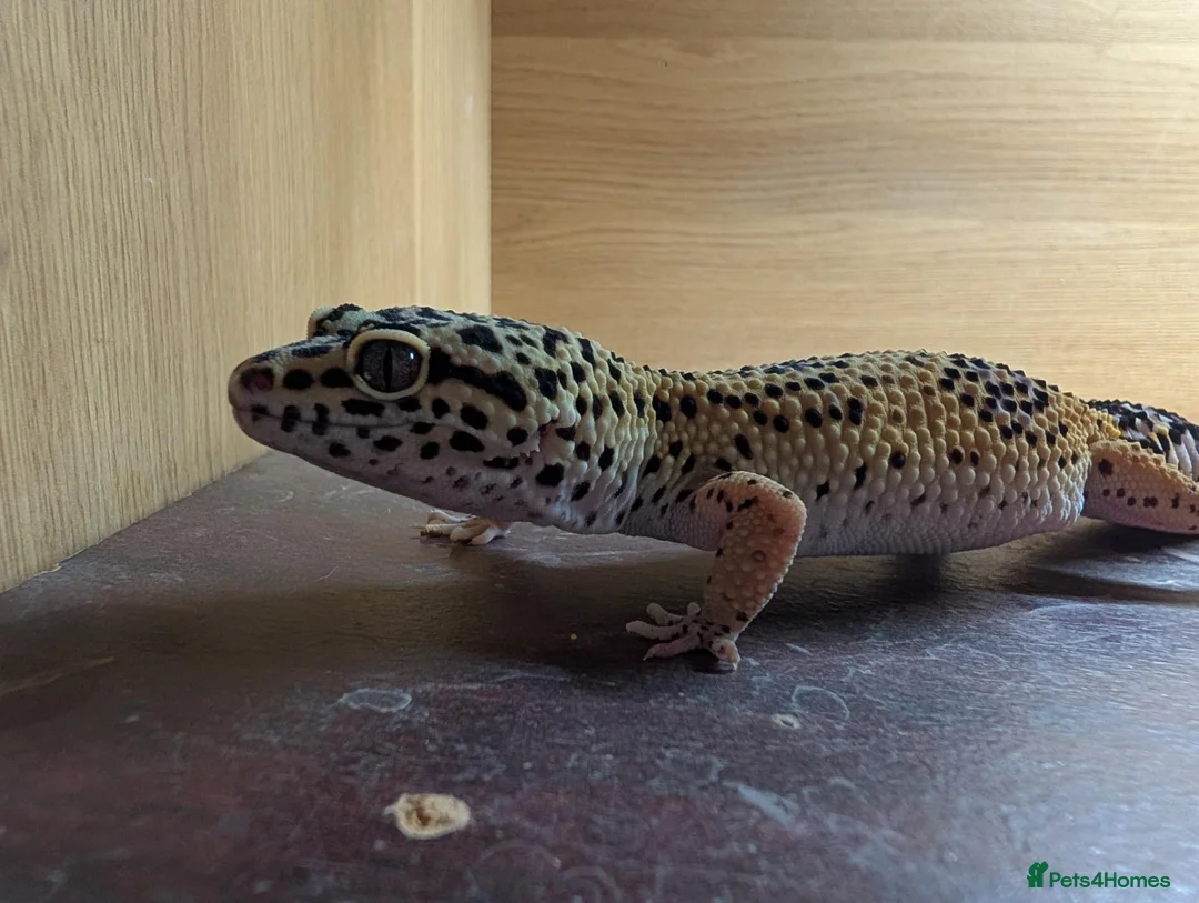 Leopard Gecko reptiles for sale: Leaped gecko  - Advert 1
