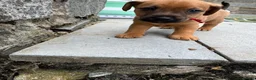 Patterjack dogs for sale: One bast patterjack boy looking for loving home  - Advert 4