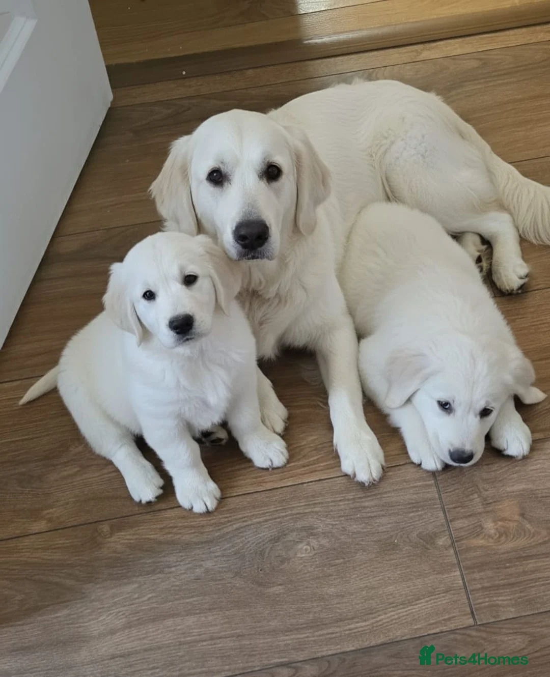 Golden Retriever dogs for sale: LAST 2 STUNNING PUPPIES  - Advert 4