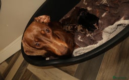 Miniature Dachshund dogs for sale: Miniature dachshunds  - Image 4