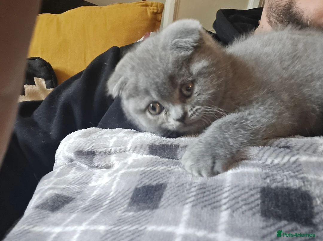 British Shorthair cats for sale: 2 British Blue / Scottish Fold kittens - Advert 2