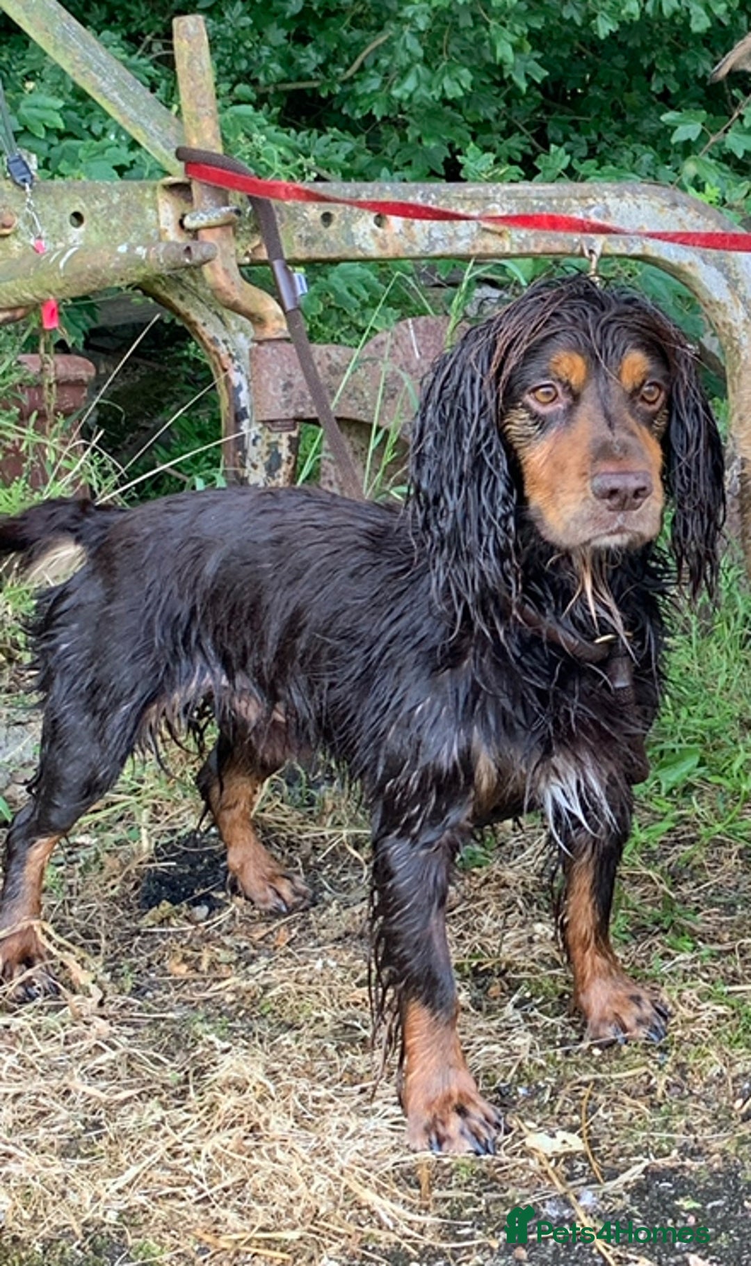 Cocker Spaniel dogs for stud: Working cocker spaniel for stud  - Advert 1