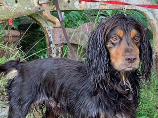 Cocker Spaniel dogs Working cocker spaniel for stud - Advert 20