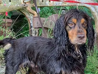 Cocker Spaniel dogs Working cocker spaniel for stud - Advert 13