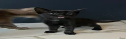 Mixed Breed cats for sale: Kittens ready for their forever homes! - Advert 13