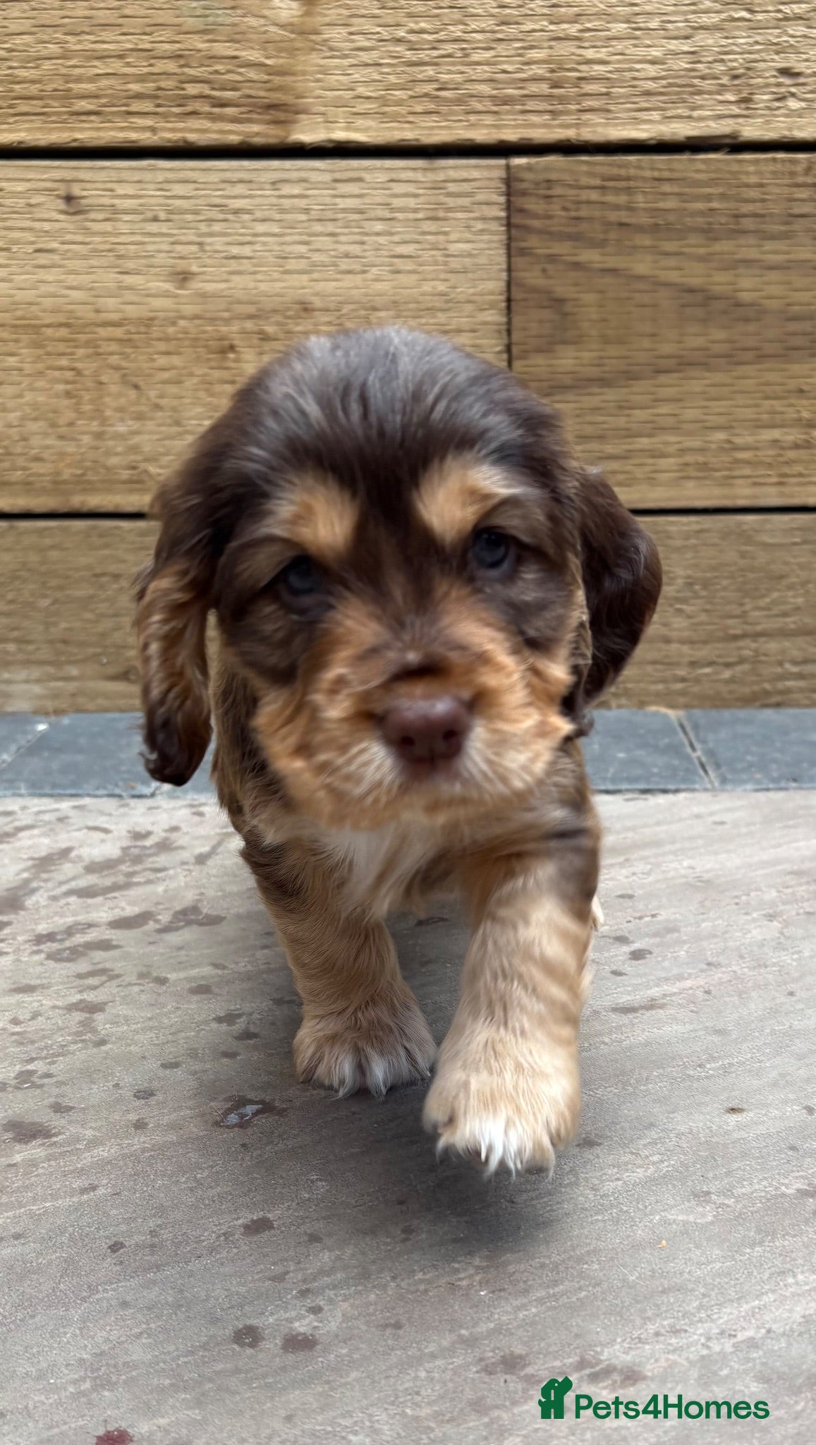 Cocker Spaniel dogs ‼️ Ready to leave ‼️ 🌟 Show Cocker Spaniel's 🌟 - Advert 1
