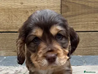 Cocker Spaniel dogs ‼️ Ready to leave ‼️ 🌟 Show Cocker Spaniel's 🌟 - Advert 1