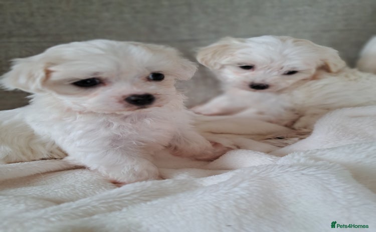 Maltese dogs - Advert 2