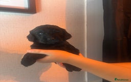 Cockapoo dogs for sale: Stunning cockapoos  - Image 4