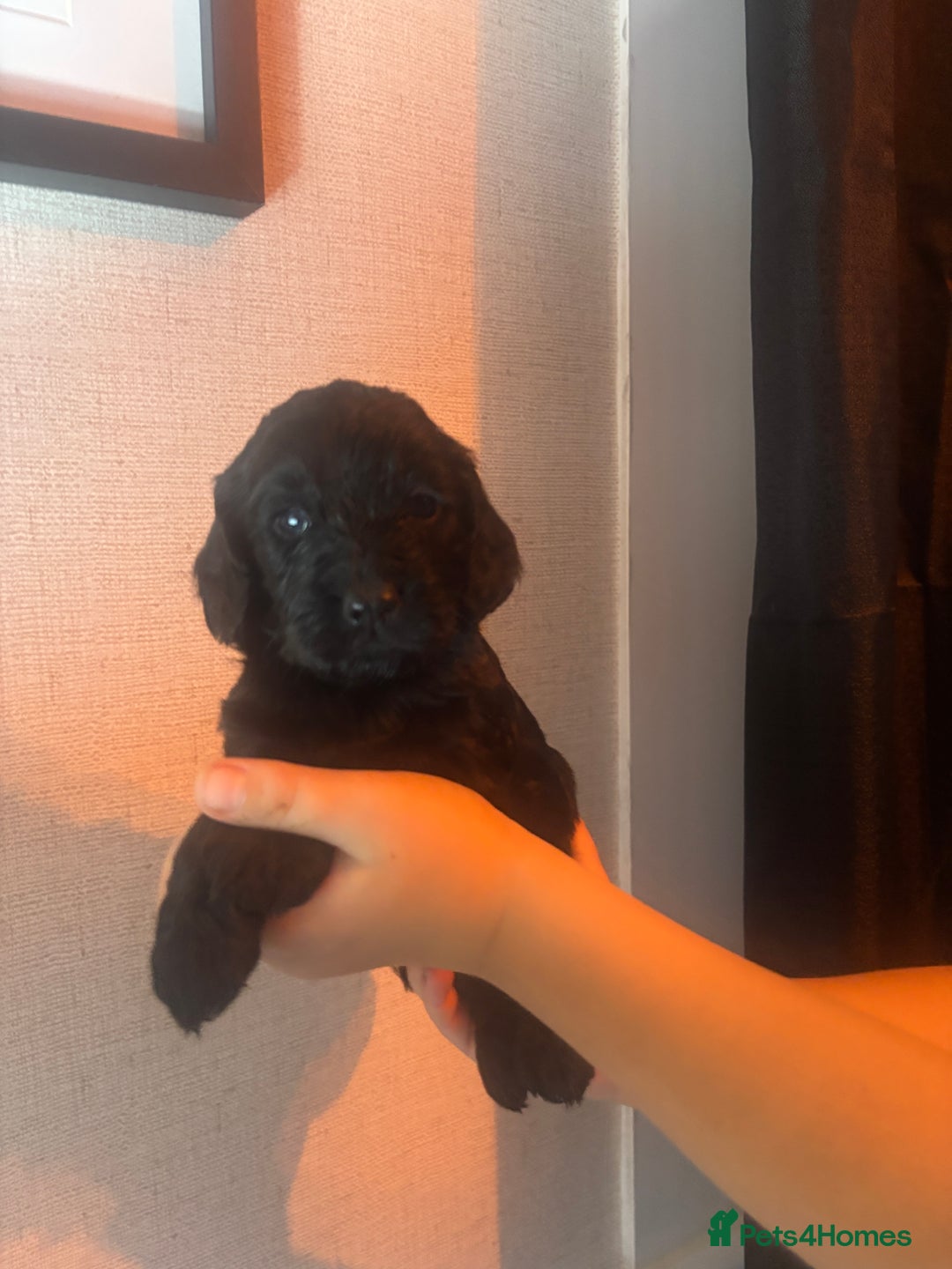 Cockapoo dogs for sale: Stunning cockapoos  - Image 4