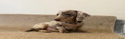 Miniature Dachshund dogs for sale: 💙Carry fluffy Isabella Mini Dachshund Puppies🐶❤️ - Advert 4
