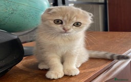 Scottish Fold cats for sale: TICA Registered Scottish Fold Two Spayed Kittens  - Image 20