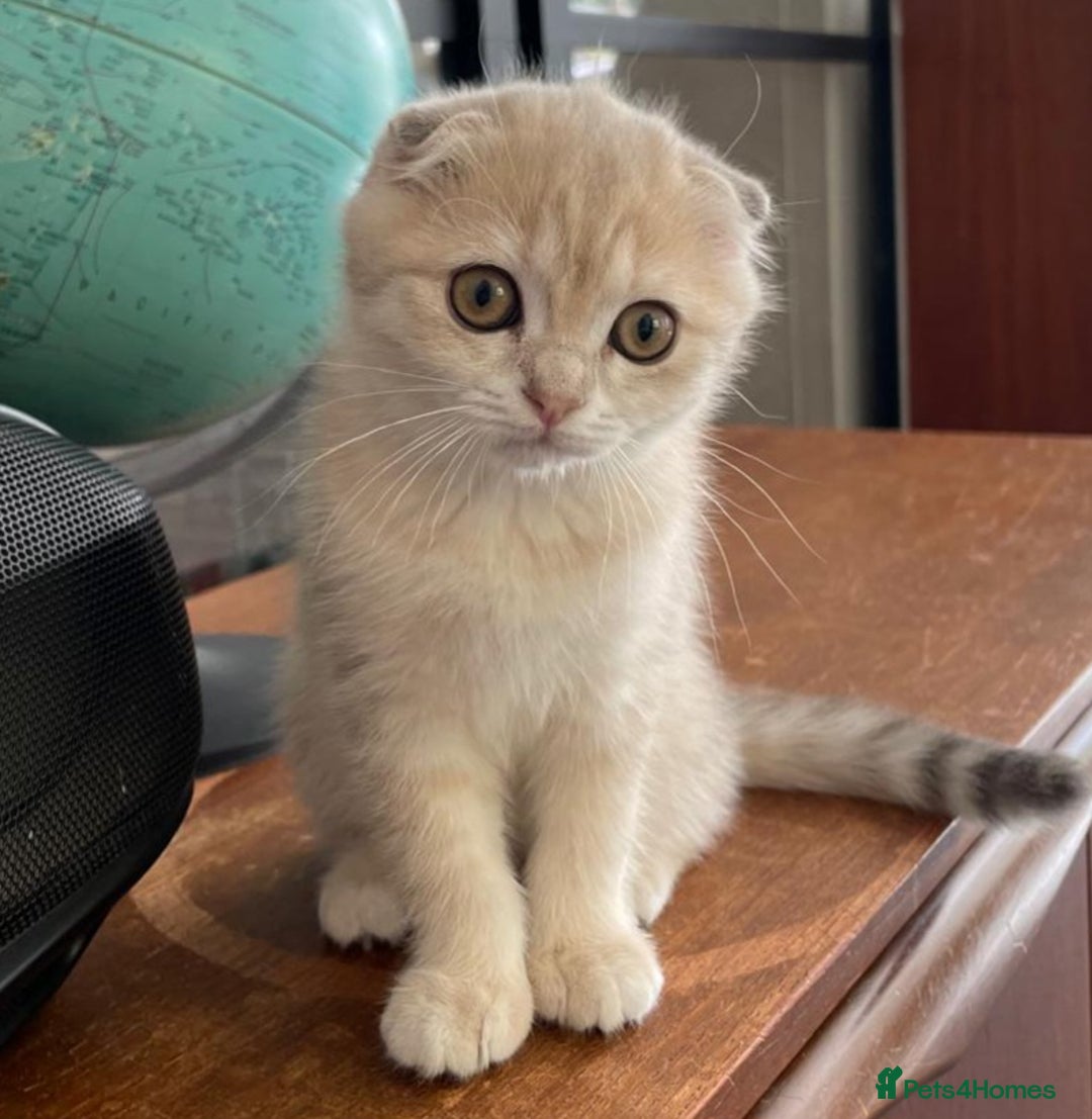 Scottish Fold cats for sale: TICA Registered Scottish Fold Two Spayed Kittens  - Image 20
