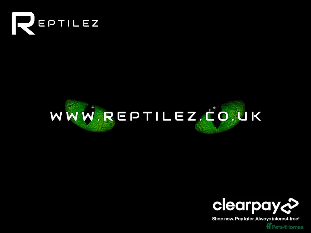 Tortoise reptiles for sale: TORTOISE BABIES - Advert 3