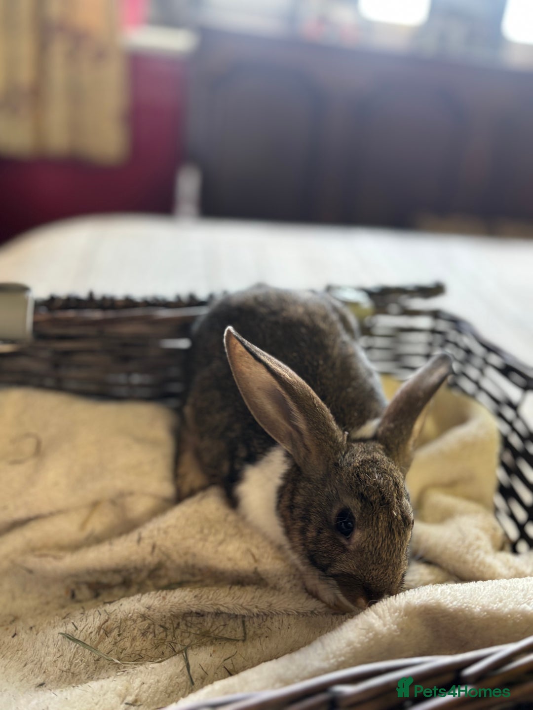 English Lop rabbits for sale: Beautiful English rabbits for sale  - Image 2