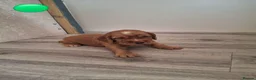 Cocker Spaniel dogs for sale: 4 Red Working Cocker Spaniel Boys - Advert 19