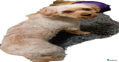 Cavapoo dogs 3 years old cavapoo female  - Advert 7