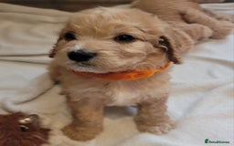 Cockapoo dogs for sale: Adorable Cockerpoo Puppies - Image 16