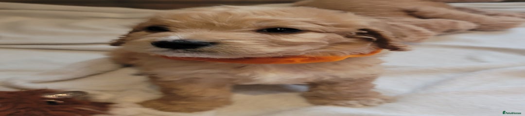 Cockapoo Puppy 1