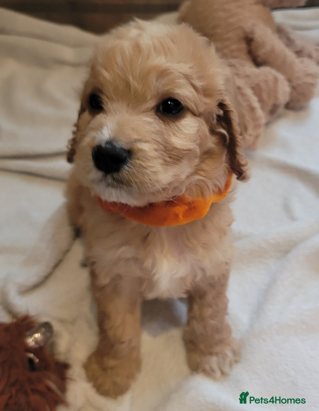 Cockapoo dogs for sale: Adorable Cockerpoo Puppies - Image 16