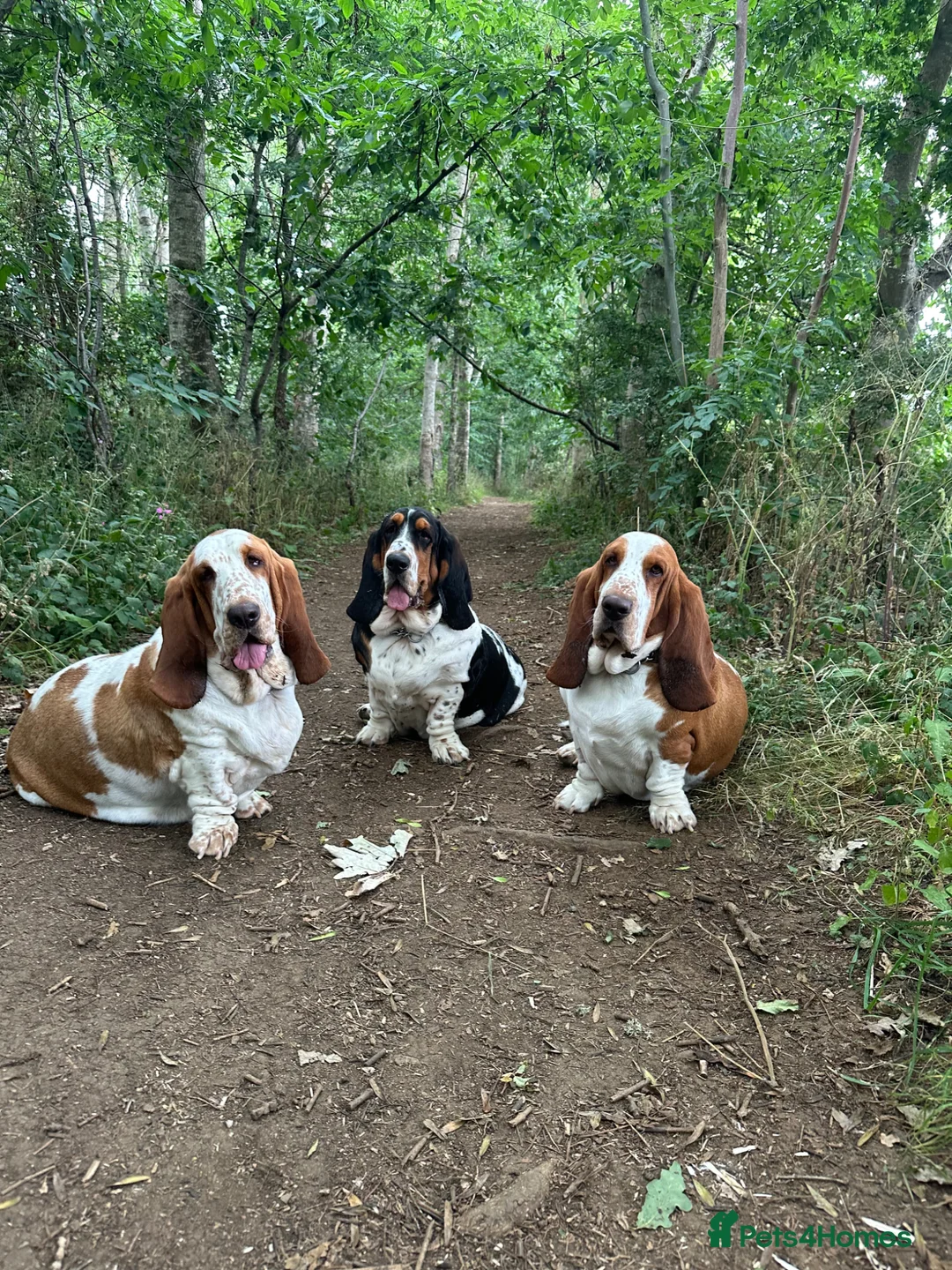 Basset Hound dogs for sale: Basset Hound - Advert 1