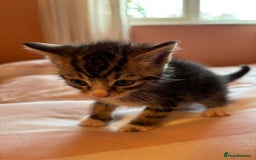 Mixed Breed cats for sale: Beautiful happy kittens ready for forever homes - Image 8
