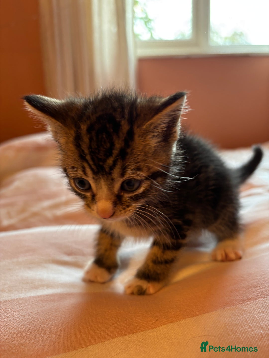 Mixed Breed cats for sale: Beautiful happy kittens ready for forever homes - Image 8