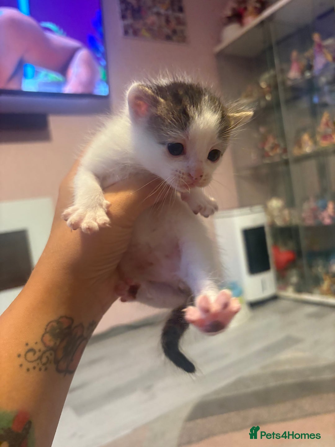 Mixed Breed cats for sale: Gorgeous kittens for sale  - Image 9