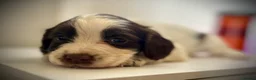 Sprocker dogs for sale: Beautiful Sprocker Spaniel Puppies for Sale!  in Sheffield - Advert 8