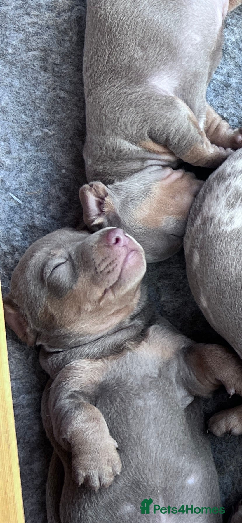 Miniature Dachshund dogs Miniture dachshund  - Advert 2