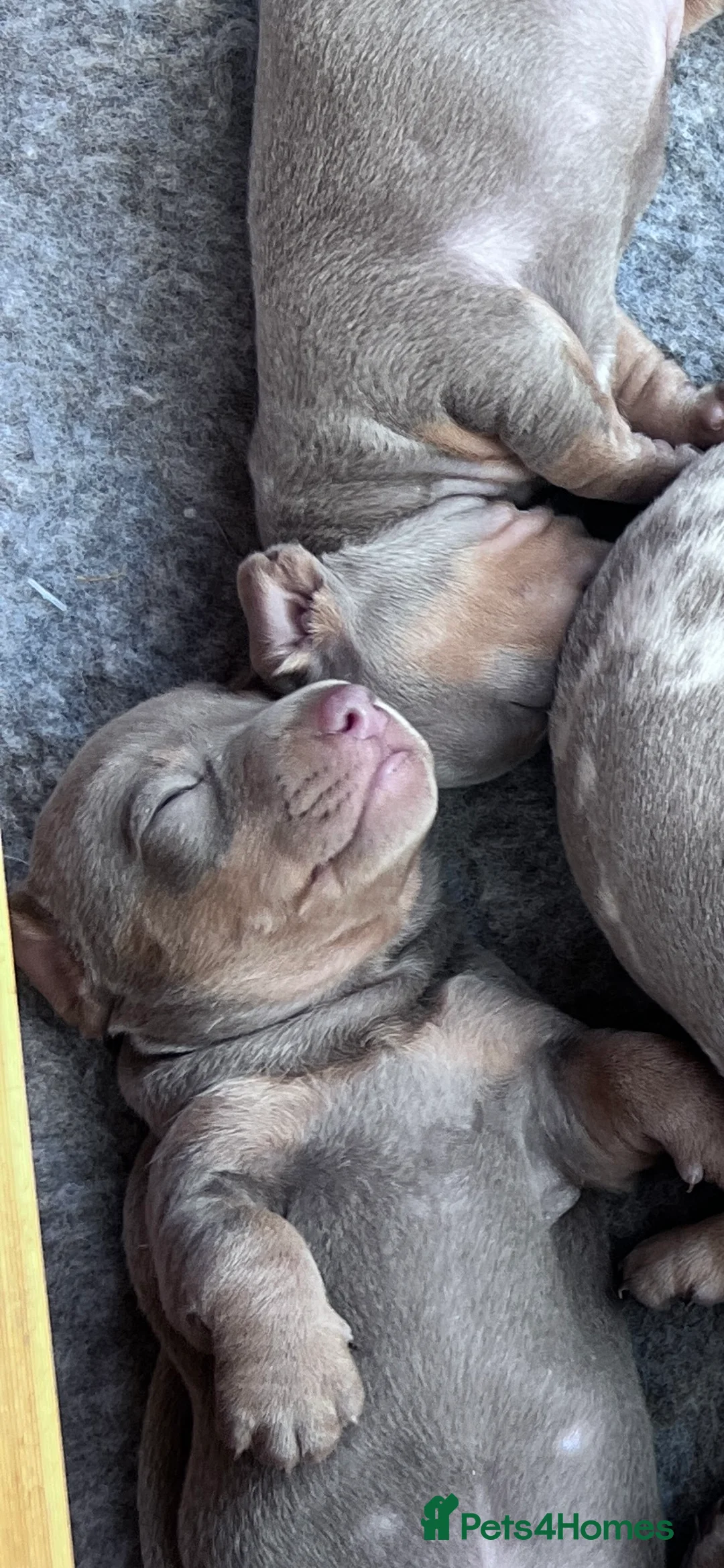 Miniature Dachshund dogs for sale: Miniture dachshund  in Ilkley - Advert 2