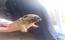 French Bulldog dogs for sale: Chunky frenchies - Image 3