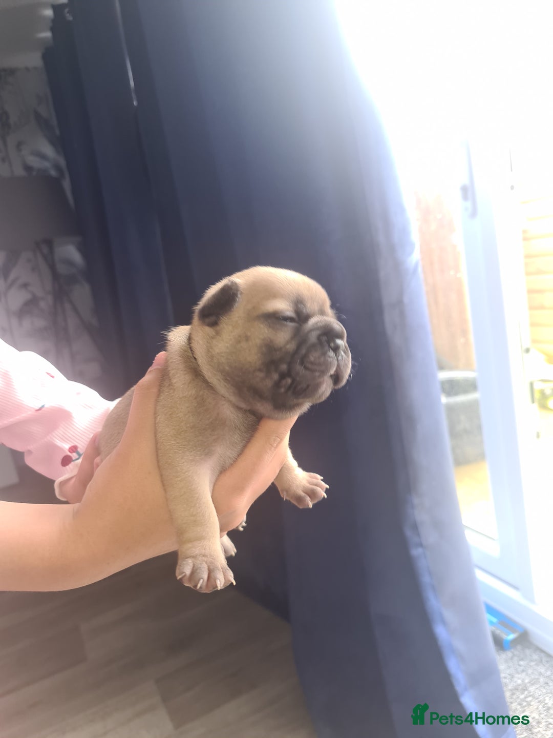 French Bulldog dogs for sale: Chunky frenchies - Image 3