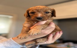 Cockapoo dogs for sale: Stunning litter of F1bb cockapoo’s  - Advert 5