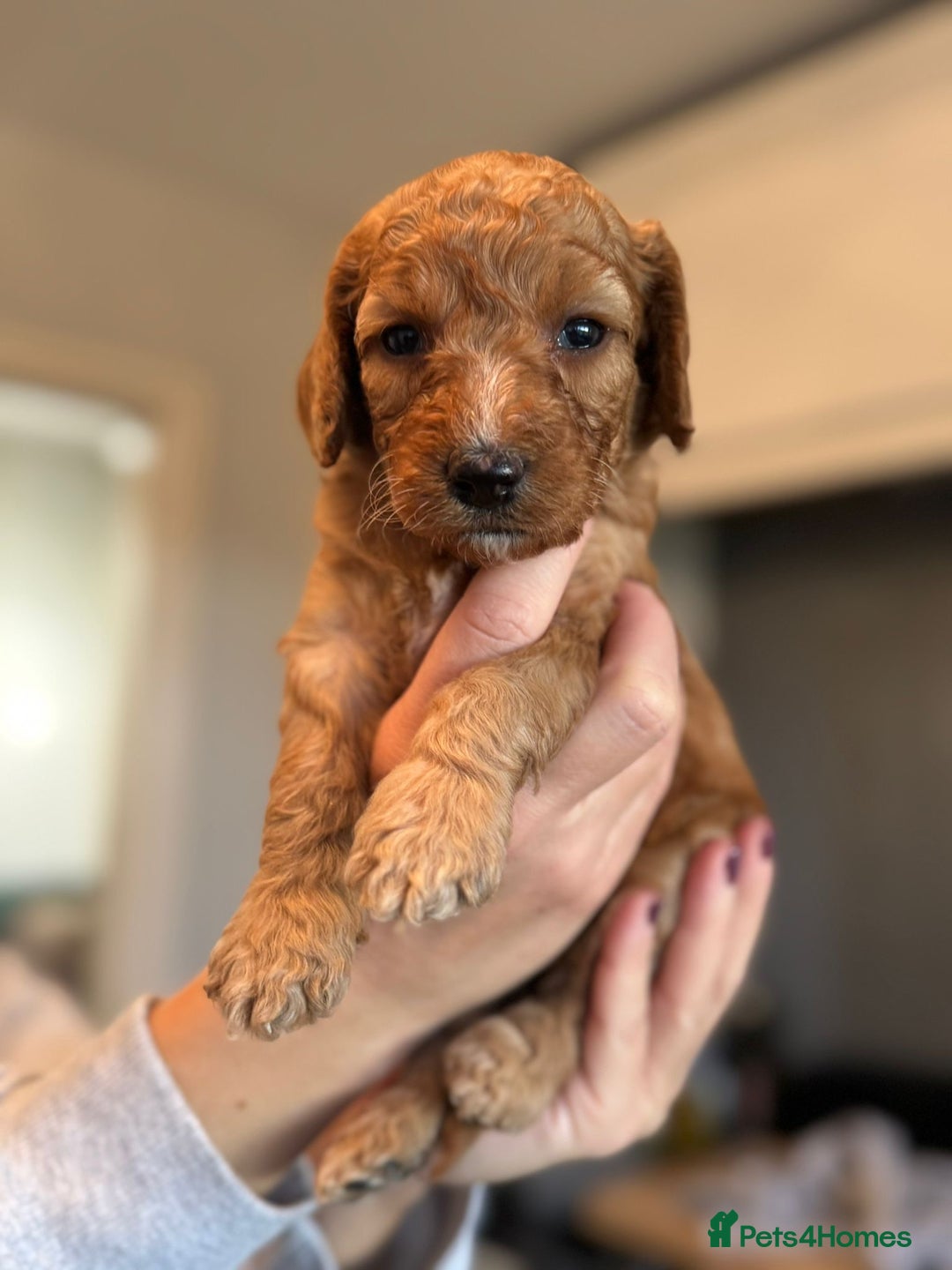 Cockapoo dogs for sale: Stunning litter of F1bb cockapoo’s  - Advert 5