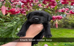 Labrador Retriever dogs for sale: Labrador Retriever Puppies - Image 13