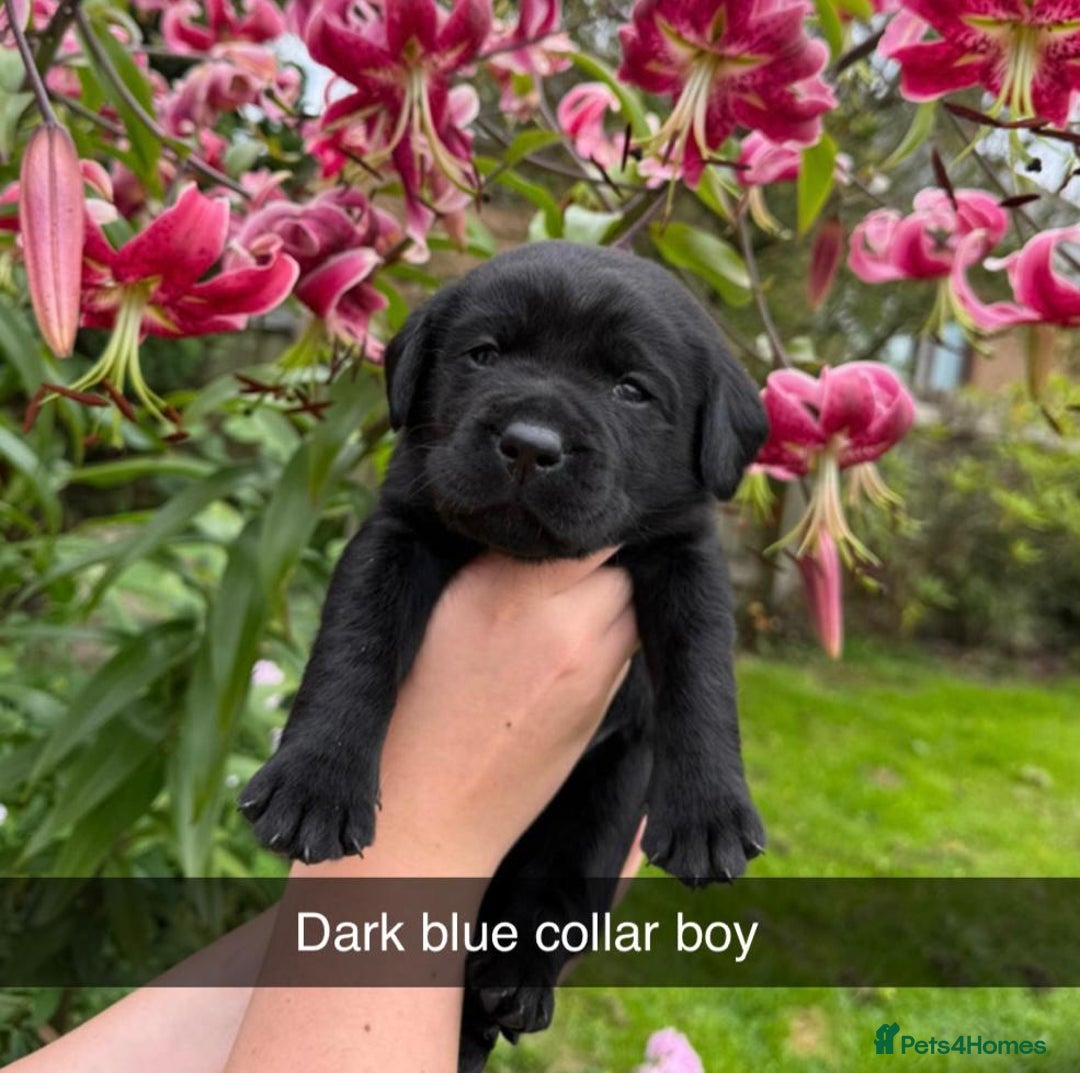 Labrador Retriever dogs for sale: Labrador Retriever Puppies - Image 13