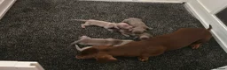 Dachshund dogs for sale: Beautiful little dachshund puppies - Advert 3