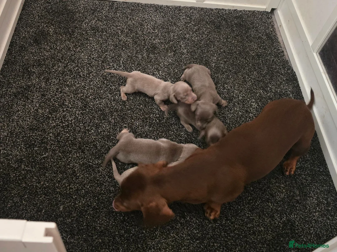 Dachshund dogs for sale: Beautiful little dachshund puppies - Advert 3