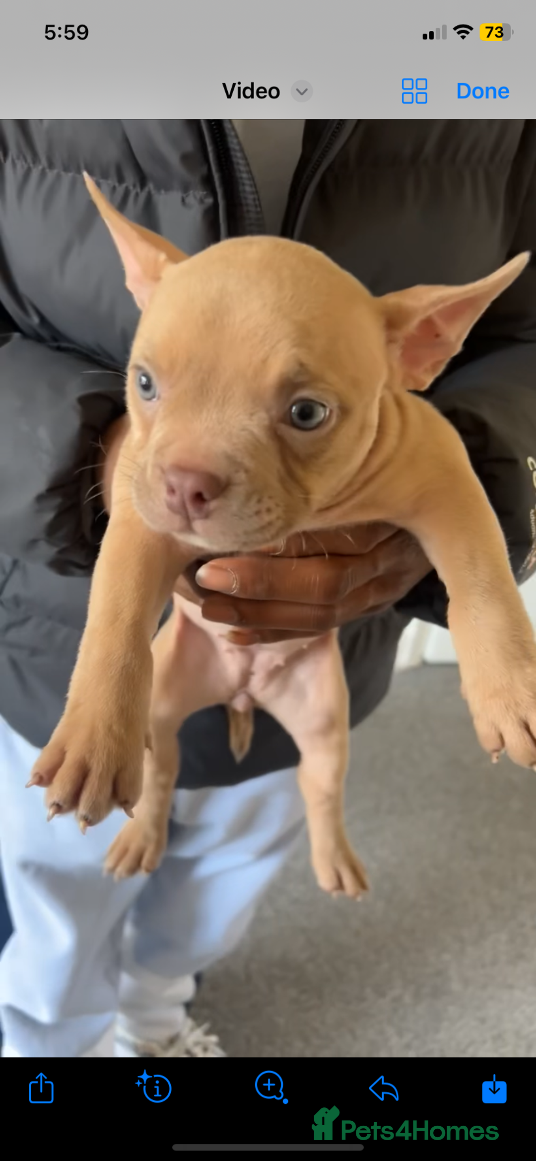 American Bully dogs for sale: Beautiful Pocket bully puppies for sale!!! - Advert 3