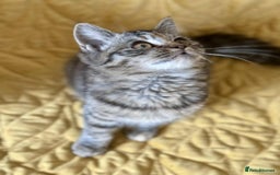 British Shorthair cats for sale: Pure British Shorthair Girls Ready Now! - Image 28