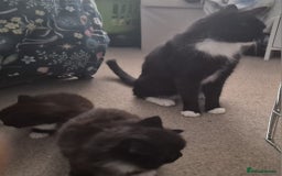 Mixed Breed cats for sale: 2 sweet little girls - Image 4