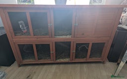 Lionhead rabbits for sale: Male and female rabbit - Image 3