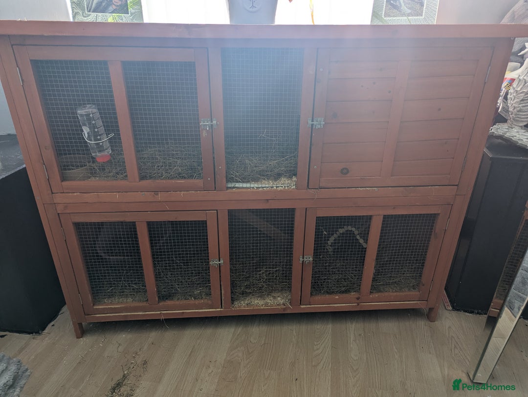 Lionhead rabbits for sale: Male and female rabbit - Image 3