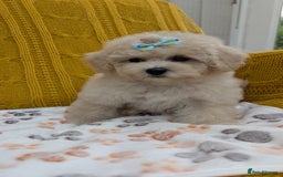 Maltipoo dogs for sale: Stunning Maltipoo Puppies  - Image 6