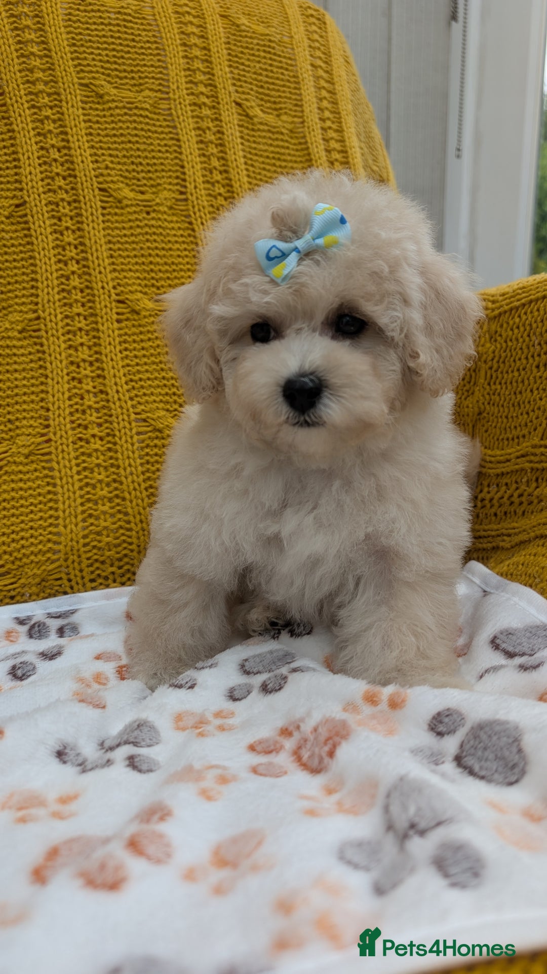 Maltipoo dogs for sale: Stunning Maltipoo Puppies  - Image 6