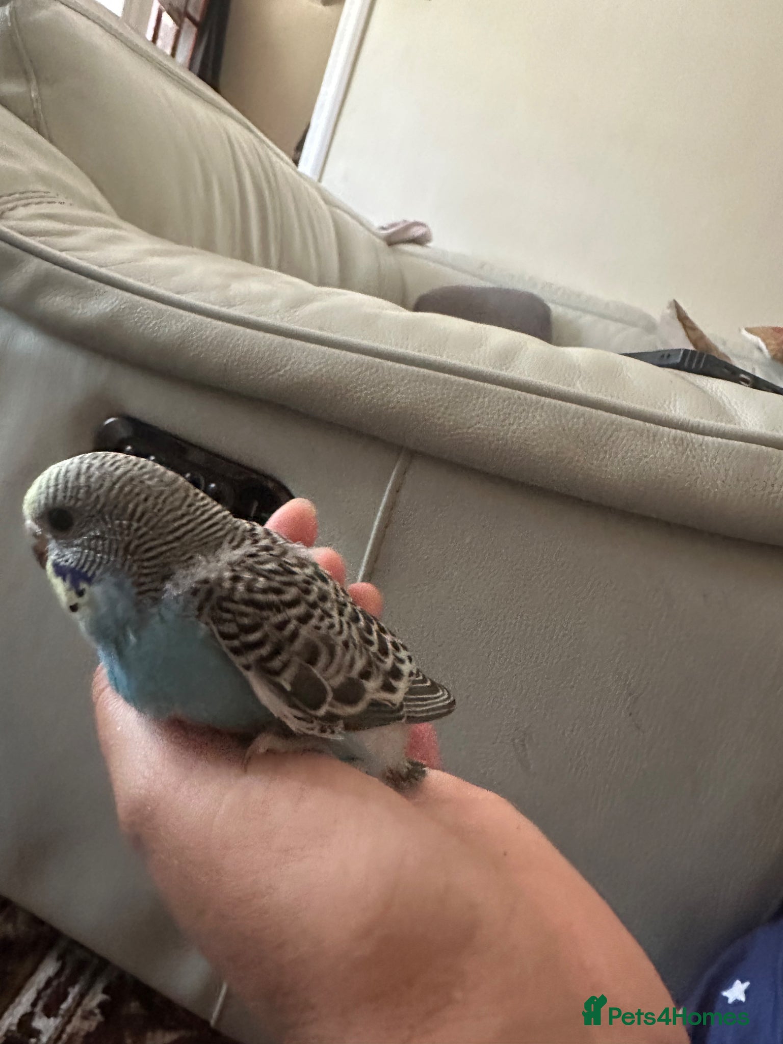 Budgerigars birds Lovely baby budgies  - Advert 1